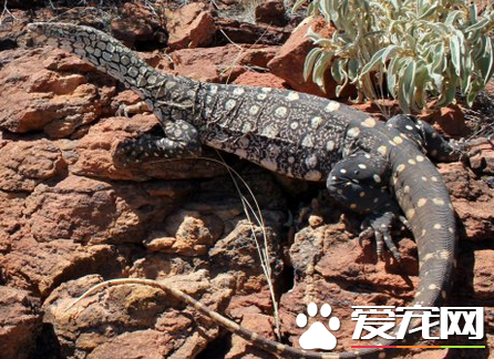 眼斑巨蜥多少钱 价格根据当地市场来决定