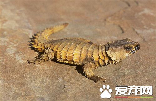 犰狳蜥多少钱 犰狳蜥的价格在1万元以上