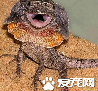 伞蜥价格 一般都在800到1500元的范围内