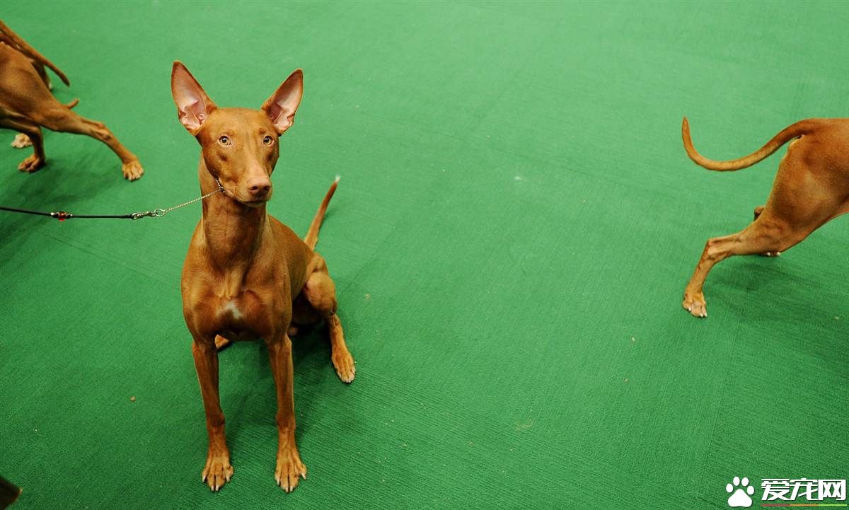 法老王猎犬的价格 品相不好的要3到5万左右