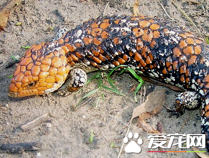 松果蜥贵吗 松果蜥价格已经是5位数的身价