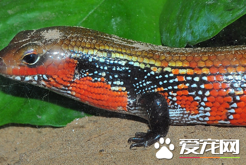 火焰石龙子价格 火焰石龙子价格在1700到2000元