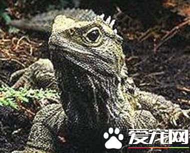 刺背鳄蜥多少钱 价格多在200到800元之间