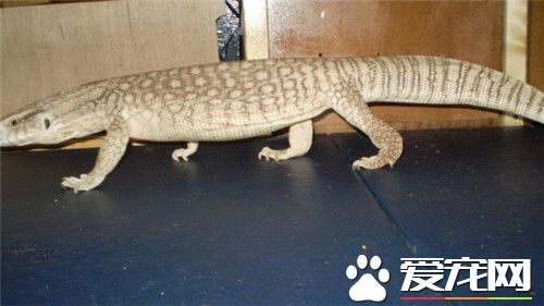 平原巨蜥哪里买 可通过网络或宠物市场进行