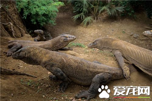科莫多巨蜥是恐龙吗 科莫多巨蜥是最大的蜥蜴