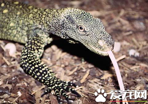 萨氏巨蜥价格 价格要根据当地的市场来决定