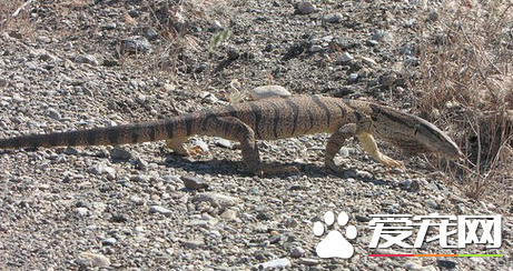沙漠巨蜥价格 价格一直比较稳定在3000左右