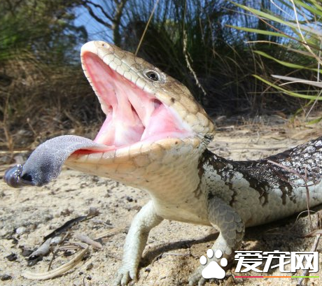 松果蜥贵吗 松果蜥价格已经是5位数的身价