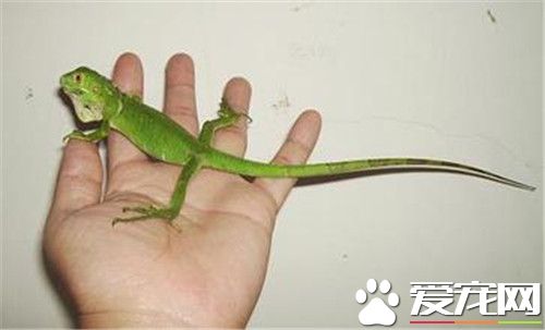 丽纹龙蜥饲养 主要以蟋蟀面包虫大麦虫和蟑螂为食