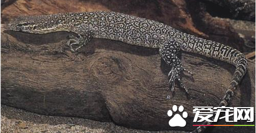 帝汶巨蜥价格 帝汶巨蜥的价格在约250至400左右