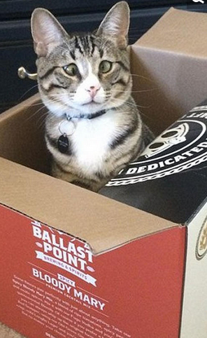 美国“对眼猫”天生焦虑脸走红