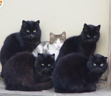 保镖的气场很足啊