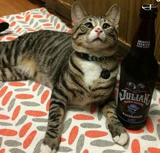 美国“对眼猫”天生焦虑脸走红