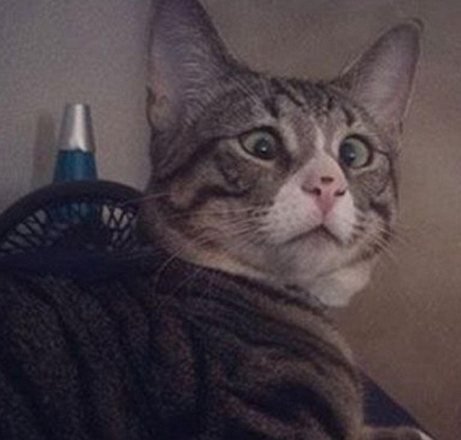 美国“对眼猫”天生焦虑脸走红