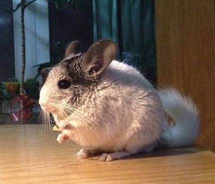 看到吃的眼睛放光