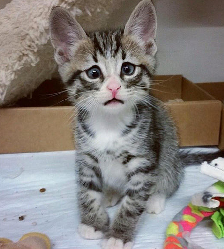 美国“对眼猫”天生焦虑脸走红