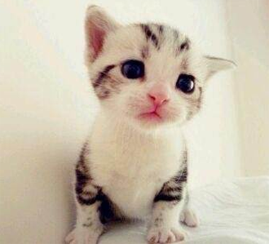 皇家幼猫粮怎么样 不要喂得太多