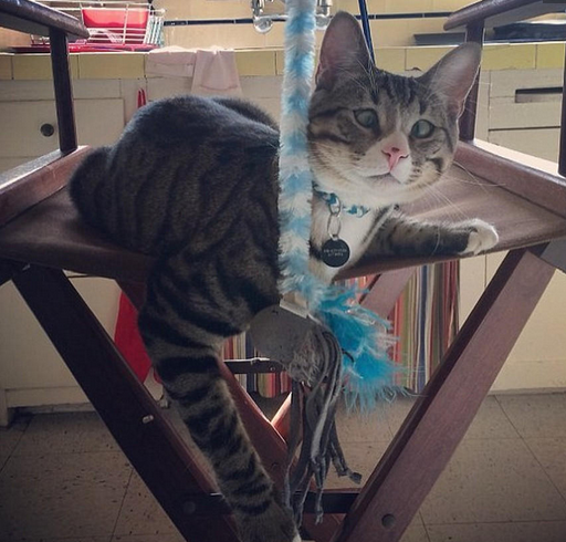 美国“对眼猫”天生焦虑脸走红