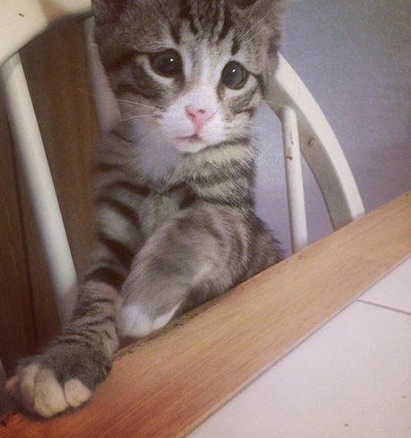 美国“对眼猫”天生焦虑脸走红