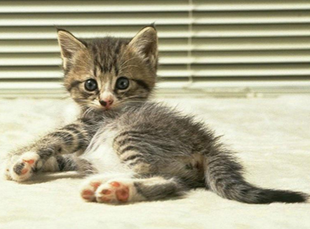 小猫骨折了怎么办 猫骨折的处置办法