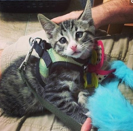 美国“对眼猫”天生焦虑脸走红