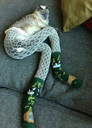 细长腿猫咪，性感妩媚！