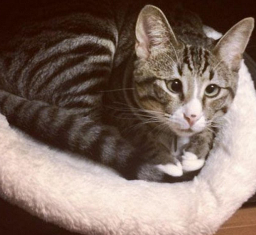 美国“对眼猫”天生焦虑脸走红