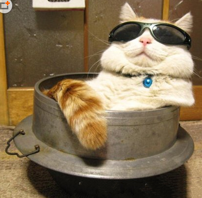 猫老大气质就是不一样