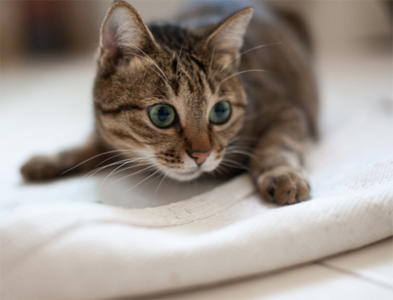 小猫为什么粘人 猫咪无聊的时候也会粘人