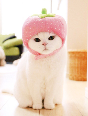 戴草莓帽的猫咪