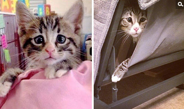 美国“对眼猫”天生焦虑脸走红