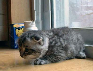 小猫腹泻怎么办 建议去医院接受兽医检查