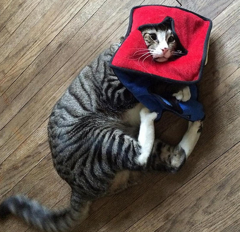 美国“对眼猫”天生焦虑脸走红