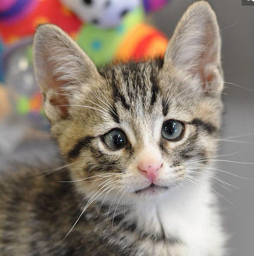 美国“对眼猫”天生焦虑脸走红