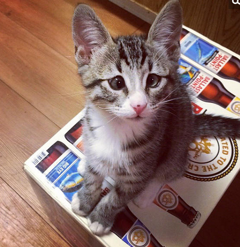 美国“对眼猫”天生焦虑脸走红