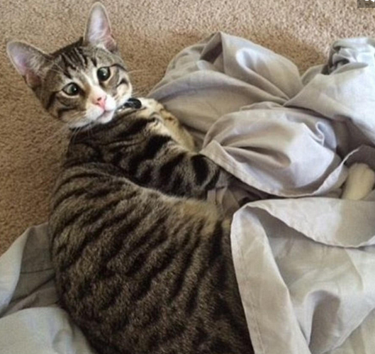 美国“对眼猫”天生焦虑脸走红