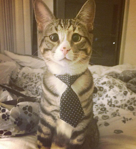 美国“对眼猫”天生焦虑脸走红