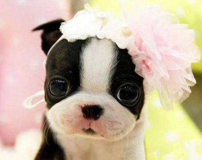 汪星人穿上公主裙也是挺美的！