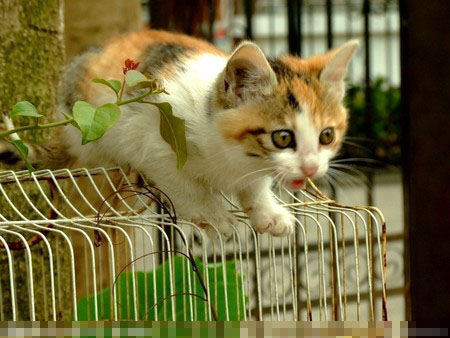 小猫眼屎多怎么办 先观察眼睛是否受到外伤