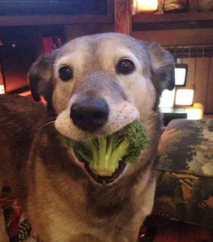 二汪还有这种胃口