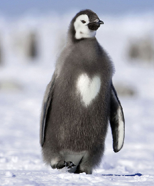 野生动物摆出或“自带”心形图案营造“情人节”浪漫氛围