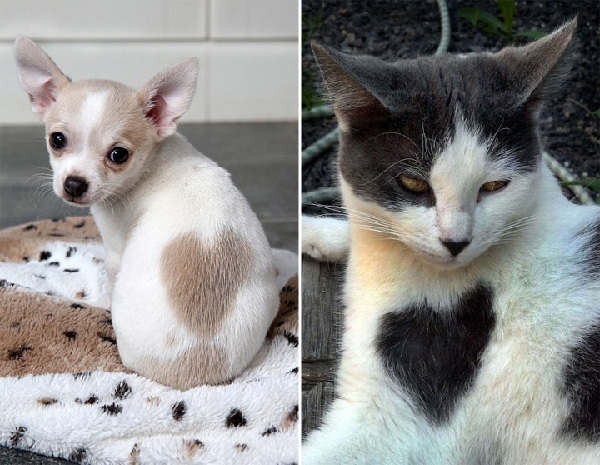 野生动物摆出或“自带”心形图案营造“情人节”浪漫氛围