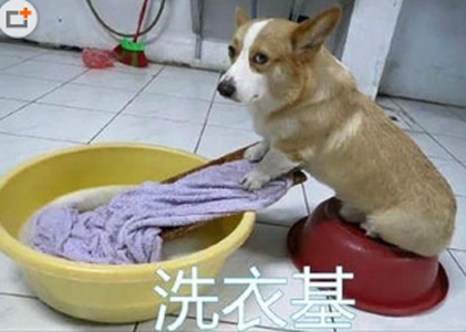 主银，伦家给你洗衣服，你给红包不？