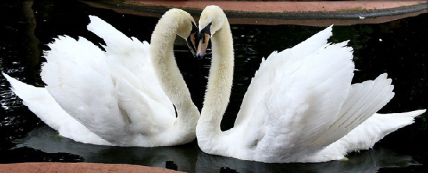 野生动物摆出或“自带”心形图案营造“情人节”浪漫氛围