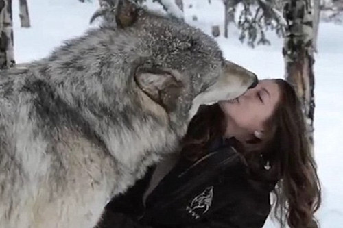 美女野生动物管理员与野狼亲密玩耍