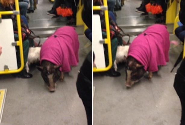 二师兄现身地铁 尾巴被染桃红色与衣服呼应