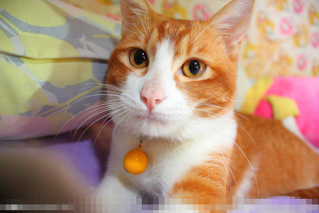 优瑞派猫粮怎么样 猫粮换品牌要慎重