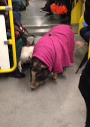 二师兄现身地铁 尾巴被染桃红色与衣服呼应