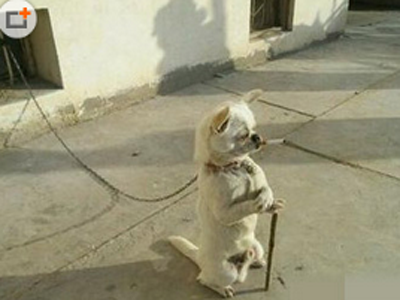 一看就知道是世外高人.