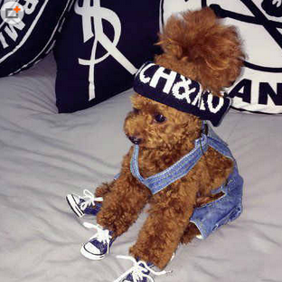 爱运动的汪星人